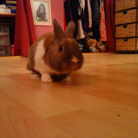 Photo de profil de Pin-pin