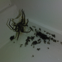 Photo de profil de La bande a spider