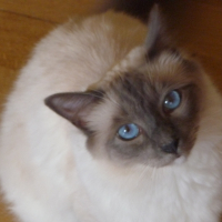 Photo de profil de Smart
