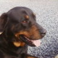 Photo de profil de Opium