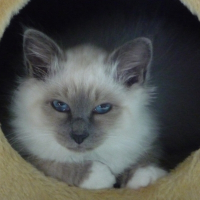 Photo de profil de Scratch