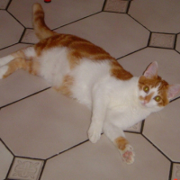 Photo de profil de Papaye