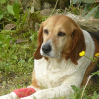 Photo de profil de Belle