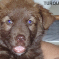 Photo de profil de Topaze