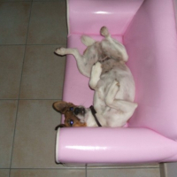 Photo de profil de Bambie