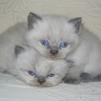 Photo de profil de Junior