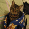 Photo de Pumba