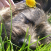 Photo de Dixi