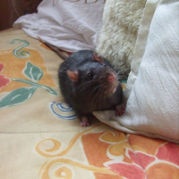 Photo de profil de Crunch