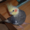 Photo de Kiwi