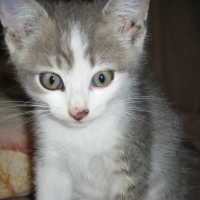 Photo de profil de Domino