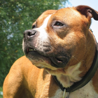 Photo de profil de Rocco of nice