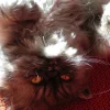 Photo de Sarie, Persan