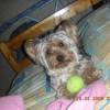Photo de Betty, Yorkshire Terrier