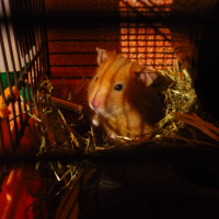 Photo de profil de Juliette