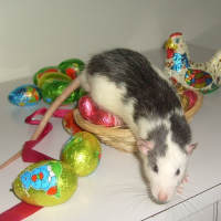 Photo de profil de Newton