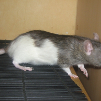 Photo de profil de Nenette