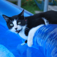 Photo de profil de Appache