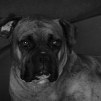 Photo de profil de Telsa