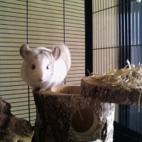 Photo de profil de Igloo
