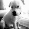 Photo de Darwin