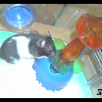 Photo de profil de Zaza