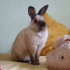 Photo de Grisette