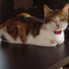 Photo de Zelda