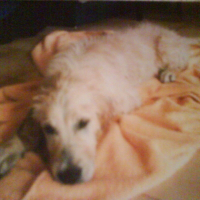 Photo de profil de V.g.e ( very beauty golden ) 