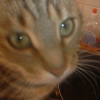 Photo de Mimura