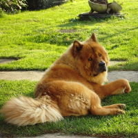 Photo de profil de Akemi