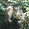 Photo de Samba