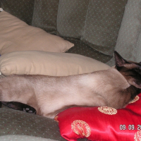 Photo de profil de Ulysse