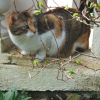 Photo de Cacahouette
