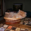Photo de Caramel