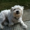 Photo de Noel, Coton de Tuléar