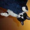 Photo de Blak n wite