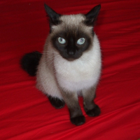 Photo de profil de Maya