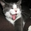 Photo de Chouby