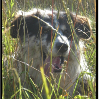 Photo de profil de Bohème