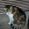 Photo de Vanille