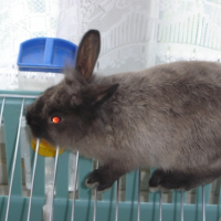 Photo de profil de Calinou