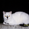 Photo de Fearfull