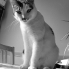 Photo de Salombô