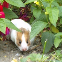 Photo de profil de Milka