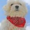 Photo de Woopets, Bichon Maltais