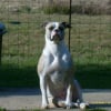 Photo de Altesse attika
