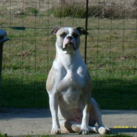 Photo de profil de Altesse attika