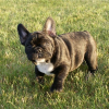 Photo de Eliot, Bouledogue Français