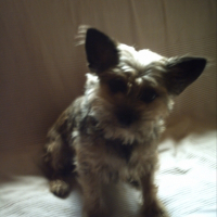 Photo de profil de Capry